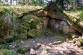 The roots of the tree caringly embraced the stone slabs Royalty Free Stock Photo