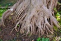 Roots tree Royalty Free Stock Photo