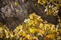 The roots of a tree covered with fallen leaves. Royalty Free Stock Photo