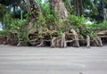 Roots of a tree exposed due to sea erosion along the beach at Pantai Beringgis, Sabah, Malaysia Royalty Free Stock Photo