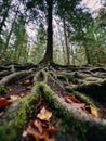 The Roots Of A Tree Exposed On The Forest Floor Generative AI.jpeg Royalty Free Stock Photo