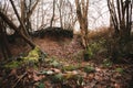 Roots of tree exposed and overhanging