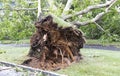 Roots of tree that fell across a driveway during tropical storm Royalty Free Stock Photo