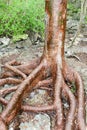 Roots of a tree on the forest at Giron Royalty Free Stock Photo