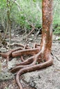 Roots of a tree on the forest at Giron Royalty Free Stock Photo