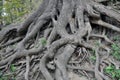 The roots of a tree growing on a mountain. Royalty Free Stock Photo