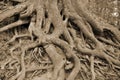 The roots of a tree growing on a mountain Royalty Free Stock Photo