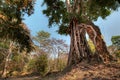 The roots of a tree hold up what remains of a temple in Cambodia on the right side and trees on the left Royalty Free Stock Photo
