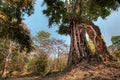 The roots of a tree hold up what remains of a temple in Cambodia on the right side and trees on the left