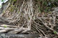 Roots of a tree invading a stone staircase Royalty Free Stock Photo