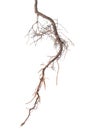 roots of tree is isolated on white background