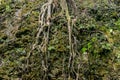 Roots of the tree on the mountain wall in the tropical forest at Gunung Mulu national park. Sarawak Royalty Free Stock Photo