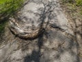 The roots of the tree protrude on the asphalt pavement