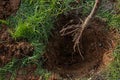 Roots of tree ready for planting into a hole. Royalty Free Stock Photo