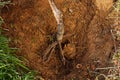 Roots of tree ready for planting into a hole. Royalty Free Stock Photo