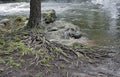 The roots of a tree rise above the ground next to a river Royalty Free Stock Photo