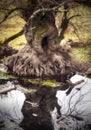 The roots of a tree rise above the ground next to a river. Royalty Free Stock Photo