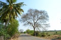 A roots tree on road side