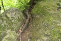 The roots of the tree between the rocks