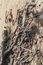 Roots of tree on sand, wood texture.Root of large Ficus, on sea coast full of dry leaves