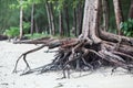 Roots of tree standing dead because erode by seawater