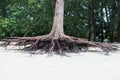 Roots of tree standing dead because erode by seawater