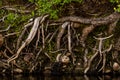 Roots of Tree System Exposed along Yosemite Creek Shore Royalty Free Stock Photo