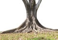 Roots of tree and trunk isolated on white background Royalty Free Stock Photo