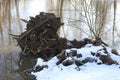 Roots of a tree turned out of the ground on the river bank