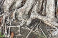 The roots of the tree were for a long time Royalty Free Stock Photo