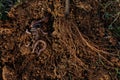 Roots of tree and worms on soil. Royalty Free Stock Photo