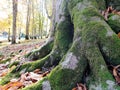 The roots of the tree with the yellow dry leaves Royalty Free Stock Photo