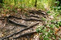 The roots of the trees are bizarrely shaped in a clearing on a clear sunny day. Royalty Free Stock Photo