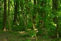 The roots of the trees are covered by foliage,towering above the young branches Royalty Free Stock Photo