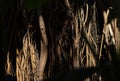 Roots of trees. Huge tree trunk and large exposed roots.