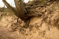 roots of trees inside of a gully Royalty Free Stock Photo