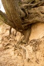 roots of trees inside of a gully Royalty Free Stock Photo