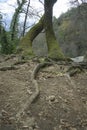 Roots of trees intertwined vertically with moss in a humid area of a Mediterranean forest vertically