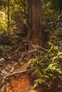 The roots of the trees in the jungle. Nature rain forest. Tropical Rainforest Landscape. Malaysia, Borneo, Sabah Royalty Free Stock Photo