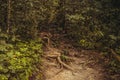 The roots of the trees in the jungle. Nature rain forest. Tropical Rainforest Landscape. Malaysia, Borneo, Sabah Royalty Free Stock Photo