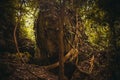 The roots of the trees in the jungle. Nature rain forest. Tropical Rainforest Landscape. Malaysia, Borneo, Sabah Royalty Free Stock Photo