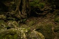 The roots of the trees in the rainforest