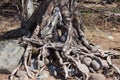 The roots of the trees on the rocks and the sand