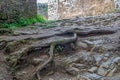 Roots of the trees sprouted through the stones of the old fortress wall