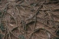 Roots of trees on the surface of the ground, texture Royalty Free Stock Photo
