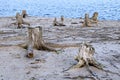 Roots of trees thrown on lonely shore