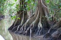 The roots of trees in the water channel of the jungle of Guyana