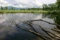 a roots of trees in the water. reflection of tree branches Royalty Free Stock Photo