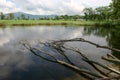 a roots of trees in the water. reflection of tree branches Royalty Free Stock Photo