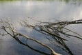 a roots of trees in the water. reflection of tree branches Royalty Free Stock Photo